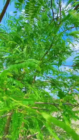 আয় রে কাছে তাই প্রেম কে নিয়ে যায় @TikTok Bangladesh @TikTok #foryou #tiktok #cinematic #video #viral
