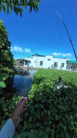 Đến cả Chim còn câu được thì mấy con cá nhằm nhò gì #TOMFISHING 