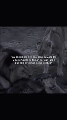 No todas las decisiones serán comprendidas en el momento. Algunas necesitan tiempo para revelar su verdadero propósito. 🦁🖤 #Reflexion #Decisiones #Mentalidad #Vida #thesavage 