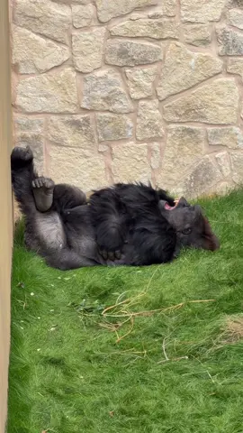 B’Wenzi is out enjoying the beautiful weather! ☀️ #animals #cuteanimals #gorilla