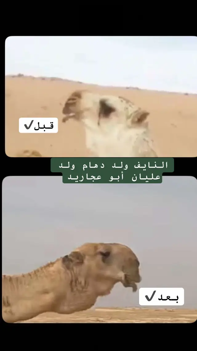 #منبر_الباديه #مزاين_الابل #فرديه #قعود_فردي #مزاين_الصياهد 