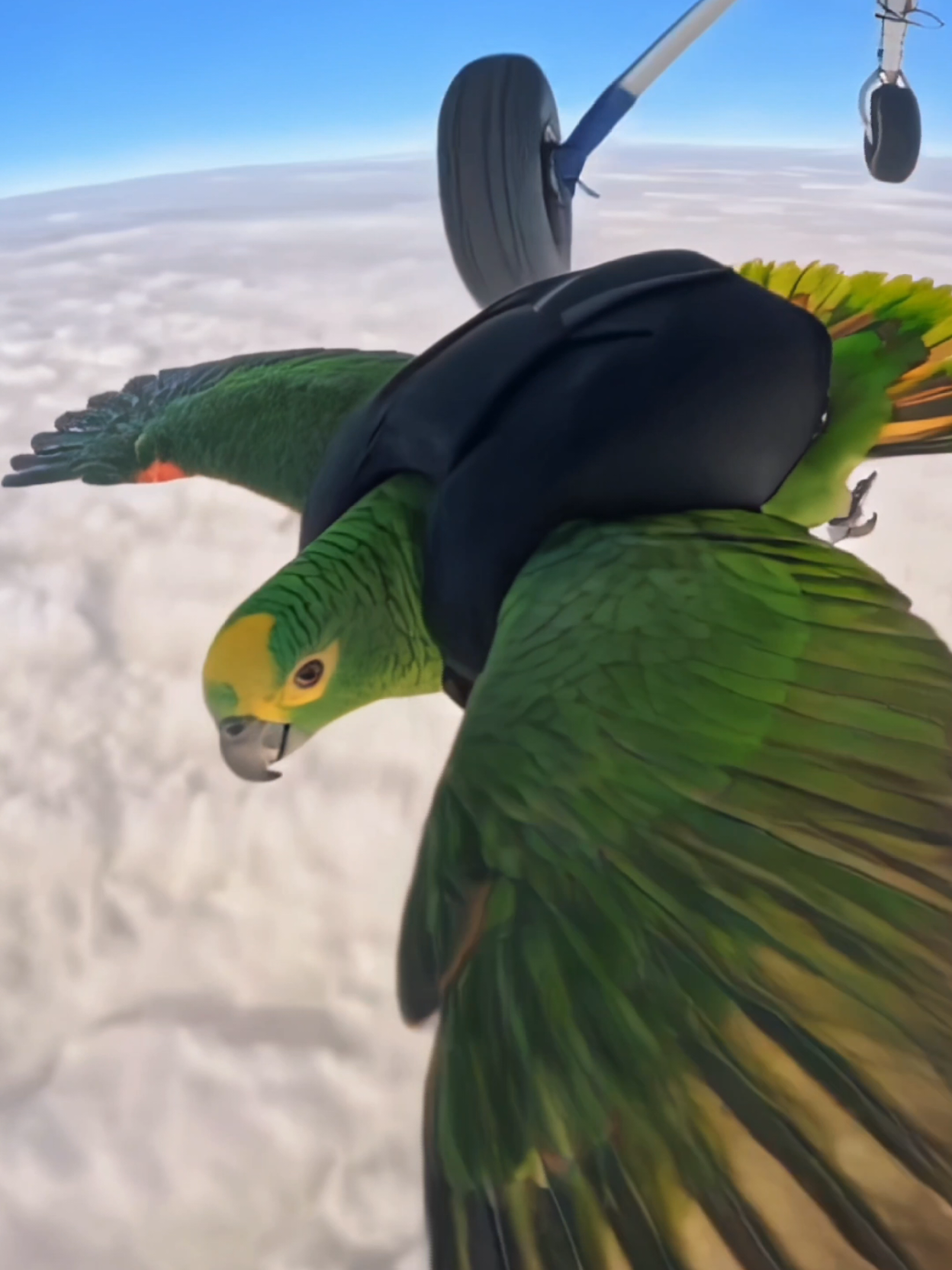 Parachuting parrot #skydiving #birds #parrot #parachute #higgsfield 