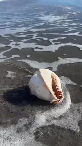 helmet shell 🫶🏻🤿🪸🧜‍♀️ #helmet #shell #beachfinds #eastcoast #florida 
