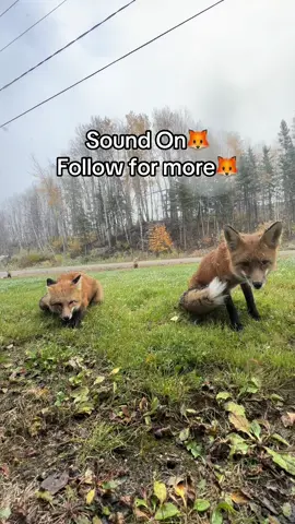 Sly and Foxy had lots to say today🦊 Sky and Foxy Lady were chatting on the background🦊😊#fox #wildlife  #autumnvibes #october 