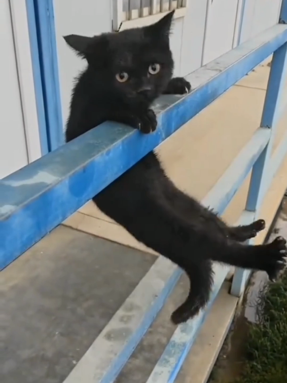Top 10 funny cat 😺 moments #catviralvideo #catlover #funnycatvideo #foryou #fyp #viraltiktok #funnytiktokvideo #foryou #foryou 