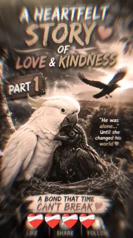 parrot and crow 🐦‍⬛ bad 😔🥺🥹🥹🥹🦜#eadit #nicistory #foryoupage #tiktokgrowthchallenge #ppppp 