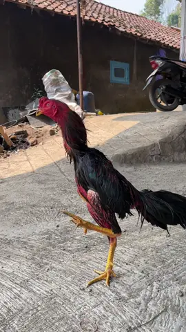 pinjem sepatunya buat gerak jalan dong🤭#ayambangkok #ayamindonesia #ayamindonesia #ayamkampung 
