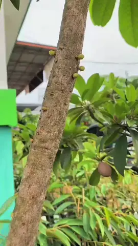 duuhh cakep banget nih kapan lagi beli sawo mamey sapote langsung ada bunga nyaa. yukk buruan ke toko trubus pekanbaru, langsung cek-cek tanaman lainnya juga yaa #tanamanviral #tabulampot 