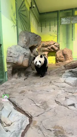 Meizhu is very lively today.#大熊猫妹猪 #fyppppppppppppppppppppppp #fypシ #panda🐼 