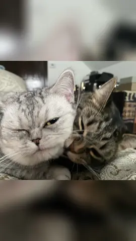 Seriously, look at them 😭🥹 #catsoftiktok #cute #cat #Love #happeetails11 