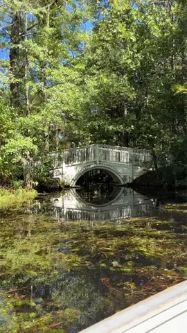 Cypress Gardens from The Notebook!!! 🐊🪾🌿🦢 #cypressgardens #thenotebook #charleston #travel #southcarolina 