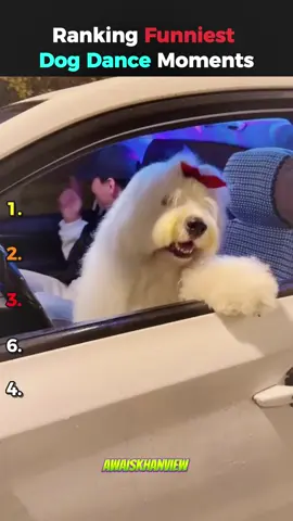 Ranking Funniest Dancing Dog Moments #dancingdog #shorts #usa #ranking #fail 