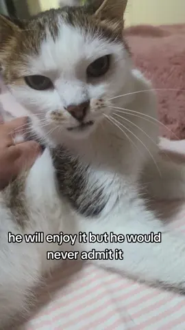 #judgycat #sideeye #suspicious #catsoftiktok #cat 