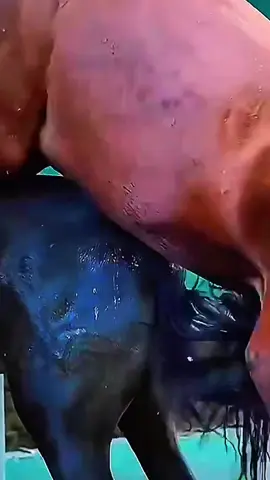 deeep short #bigmare #bighorse #heat ##horse #tiktokgrowthchallenge 