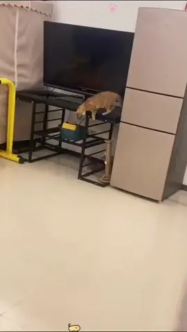 This is what happens when you leave him alone for two minutes. Watch until the end to see his reaction when he realized he got caught. Follow us to join our daily cat lover community. #funnycats #catsoftiktok #cats #funnyanimals #catlife 