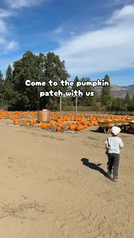 Come to the pumpkin patch with us in southern Oregon! Love this time of year!  ##southernoregon##medfordoregon##pumpkinpatch##cornmaze##pnwlife
