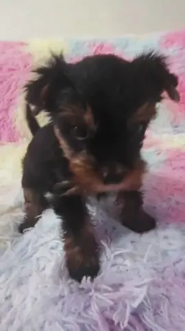 Steve Rogers 💙 So playful 🥰 #yorkie #puppylove #cutepuppy #dogsofttiktok #yorkiesoftiktok 