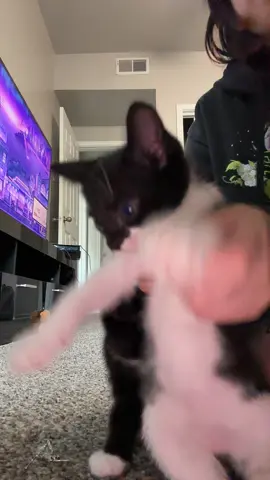 #fosterkittens  emptying my draft I miss these babies 🥲🥹🫶🏻