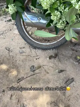 #ດອກຕີນເປັດ #เทรนด์วันนี้ #ฟีดดดシ #tiktok #tiktok 