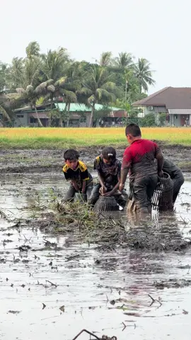 Ruan gorgon Musim serkap ikan mengamit kenangan #oripadi🌾 #petanimuda #petanipadi #sawah #gunungkeriang 