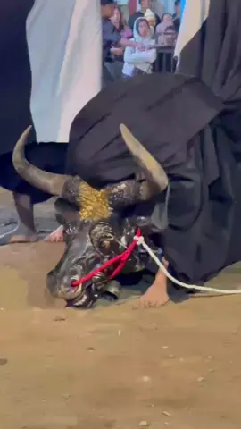 angkoromurko #beranda  #fypシ  #panjiwarigin  #bantengannuswantara 