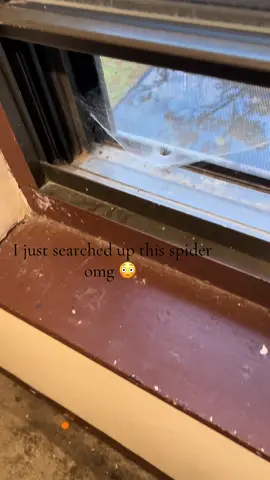 This is a yellow sac spider it is mild venom / bites there know to spin there webs like a tube to hide during the day but This is a scary spider but pretty cool to watch from a far I’m finna pack up now lmao 🤣 #spider #fypシ #worcesterma 