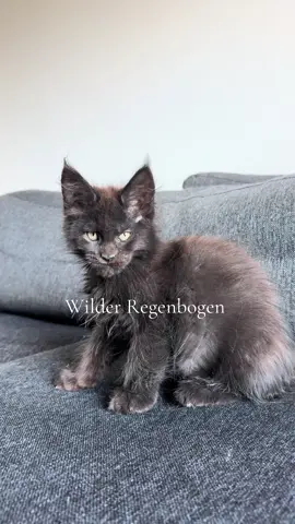 Black smoke boy 🖤 A little wolf 😍 #mainecoon #kittencat #blacksmokeboy #mainecoonkitten #catlover 
