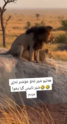 #لایک_و_فۆڵۆم_بکەن  ئەکتیڤ بن با شتیواتان بۆ دانێم لە سایتە شینەکەش نەوبینیوە هەمووی کوردییە