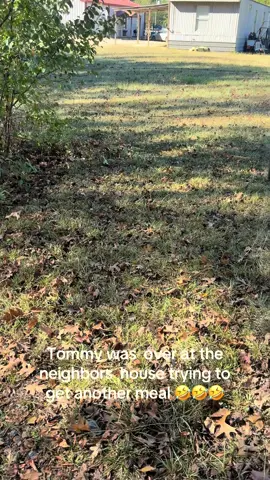 My boy just be roaming all over the place 🤣🤣#thomasandsky #catvideo #PetsOfTikTok #cats #catlovers 