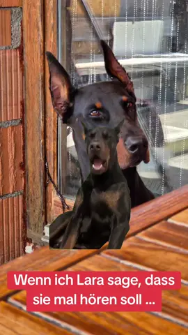 #Meme #MemeCut #CapCut #dogtok #dobermann 