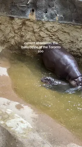 I ❤️ maple  #moodeng #baby #hippo #torontozoo 