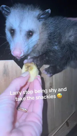 If he wanted to bite, he would have done it right here 🙂 He is the sweetest!!! #possum #possumsoftiktok #larrythepossum #possumcore #snack @Matthew Cribbs 
