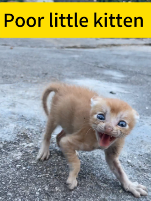 Poor little kitten#catlover #catlovers #catsoftiktok #cats #cat