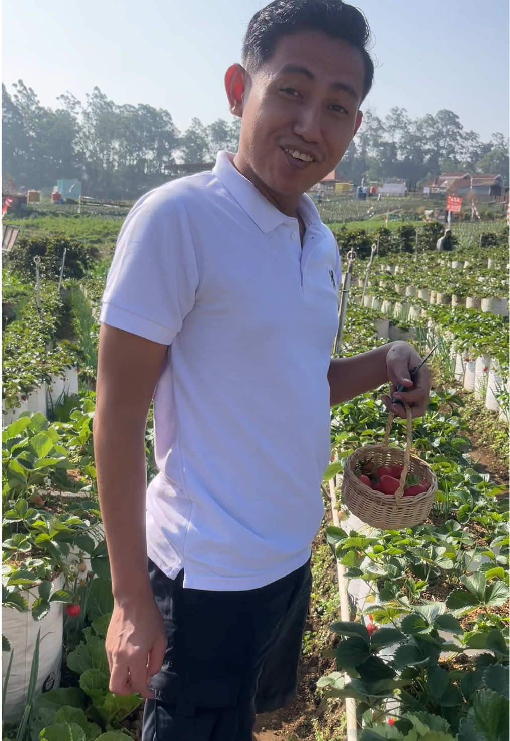 #petikstrawberry 