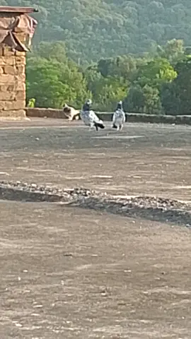 #chbirds*