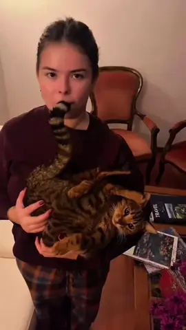 Every single day he invents a brand new weird habit. He tried jumping onto the counter and completely missed the mark. Drop a follow if your cat does the exact same thing. #catlogic #funnycats #catsoftiktok #cats #funnyanimals 