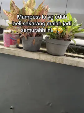 #pikaru 