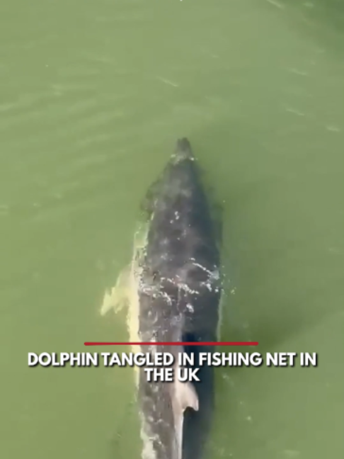🐬 DISTRESSED MAMMAL: Locals in Ipswich, England, witnessed a rare sight as a dolphin appeared distressed with a fishing net tangled around its face as it slowly swam up England's River Orwell this week. Thankfully, wildlife officials freed the animal and released it back into the river.