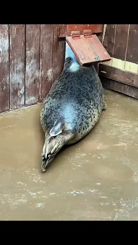 #adorable #animallover #babyanimal #fyp #seal 