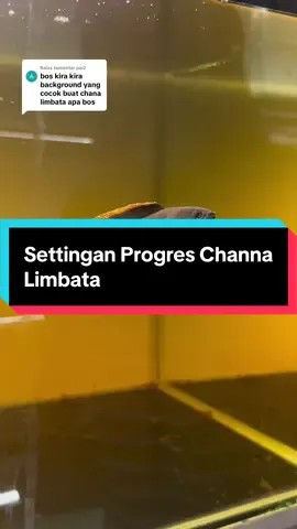 Membalas @pai2 mau menghitamkan badan limbata dan andrao sama aja settingannya all putih bawah stiker hitam atau bisa full hitam kasih ketapang pekat gini bosku dan pakan harian pelet rim atau udang all color aja jangan pake pelet balck booster ya bosku #channaindonesia #channalimbata #limbataindonesia #bosbosqu #creatorsearchinsights 