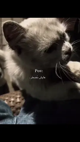 #foryou  