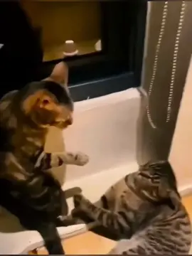 El gato más gracioso del Internet. #GatoLoco #HumorDeGatos #GatosChistosos #GatoExtraño #viralgatos