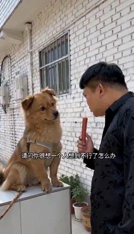 #狗狗 #狗子成精了 #狗狗成精了 #ai 