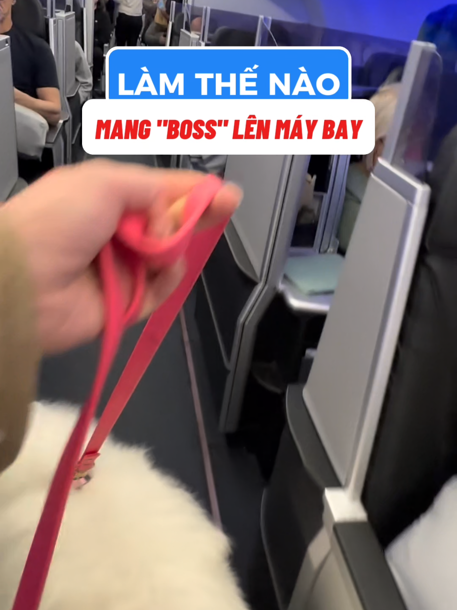 #thosanmaybay #vemaybayhalotrip 