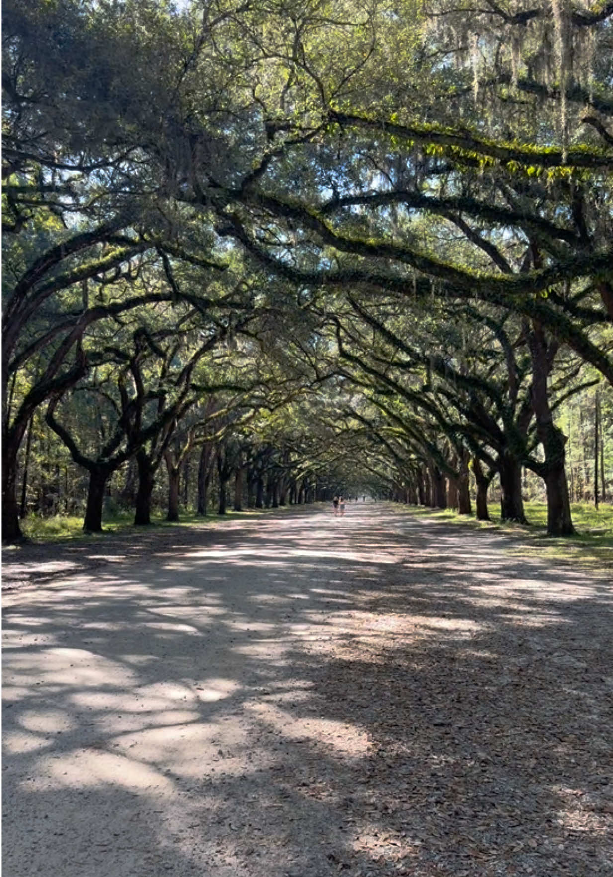 One of our favorite stops in Savannah! Absolutely gorgeous! 😍 #wormsloehistoricsite #savannahga #historicsavannah #fyp #foryou  