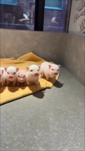 Cute pig#pig