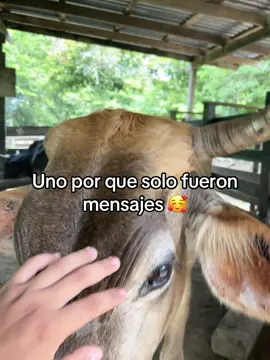 #rancho #vacas #ganado #ganaderia #humor 