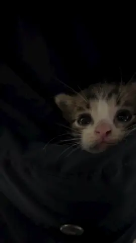 #cat #tiktoktrend  #viral #fyp  #foryou 