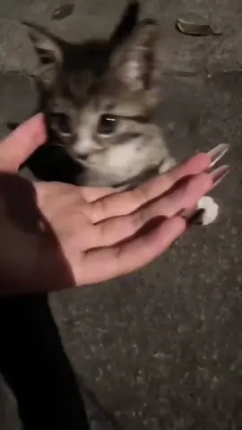 #catsoftiktok #mypets #yeuchomeo 