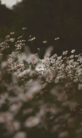 my favorite flower <3 🌼 #flowers #daisy #daisies #favorite #Love 